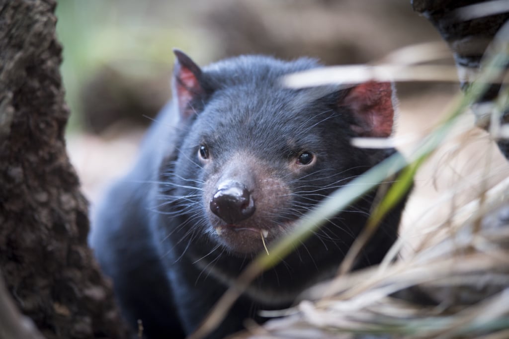 Der Tansanische Teufel lebt nur auf Tasmanien.