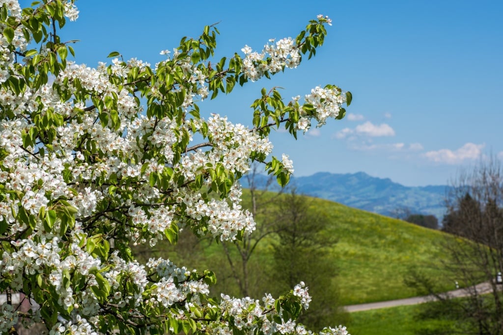 Die Apfelblüte in der Schweiz ist ein Traum - auch am Feusisberg, wo ein tolles Infinity-Pool-Hotel in den Alpen wartet.