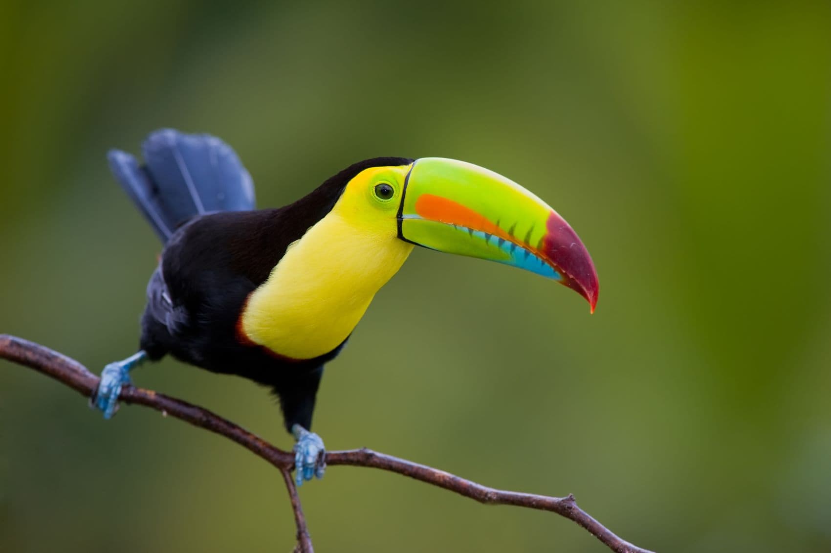 Fischertukan (Keeel Billed Toucan)