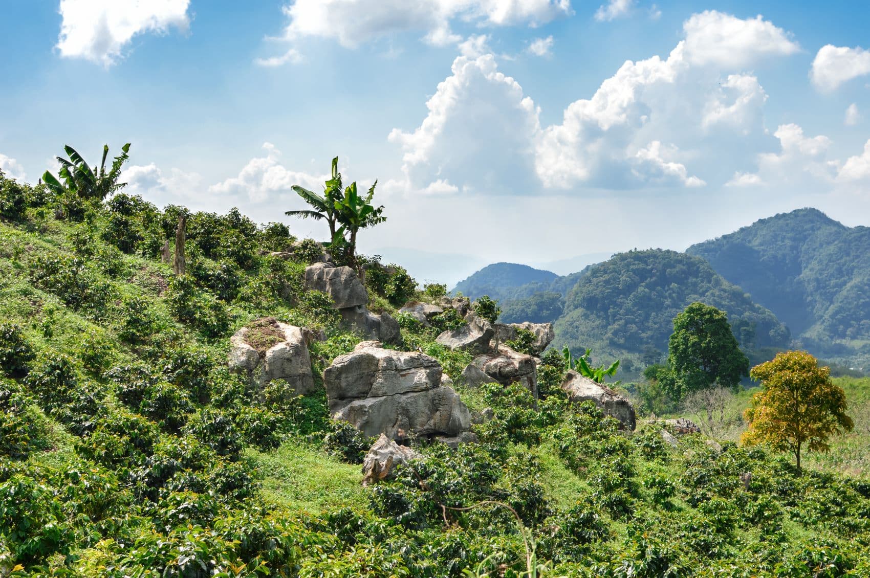 Kaffeeplantage in Honduras