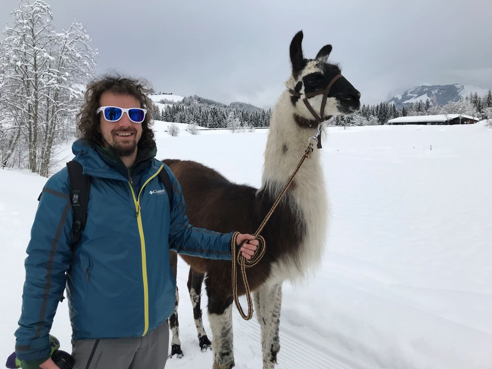 Wandern mit Lama im Winter im Pillerseetal
