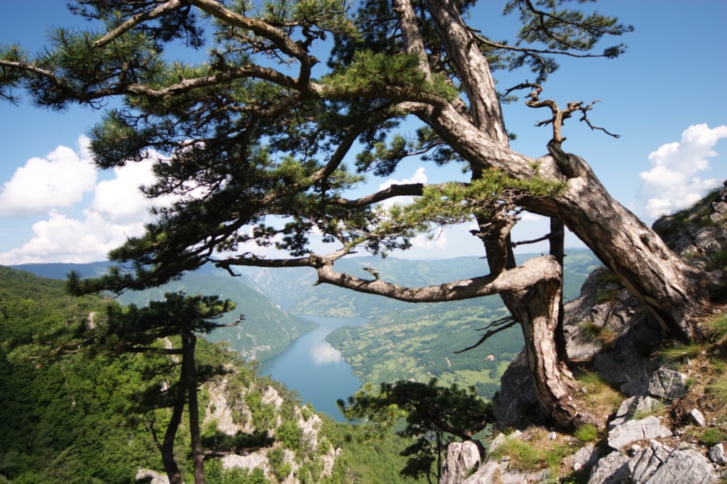 Drina Nationalpark in Serbien