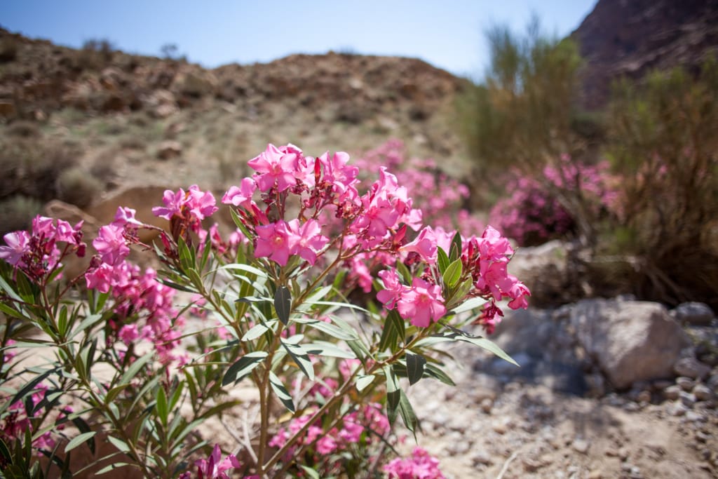 Oleander-Strauch