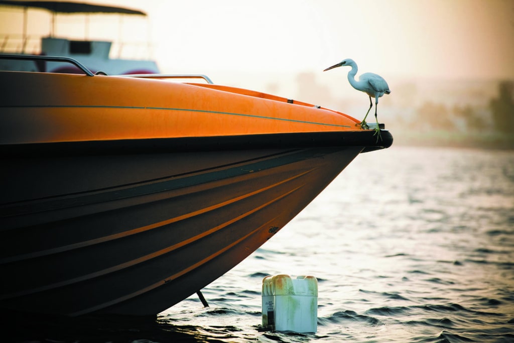 Vogel auf einem Boot