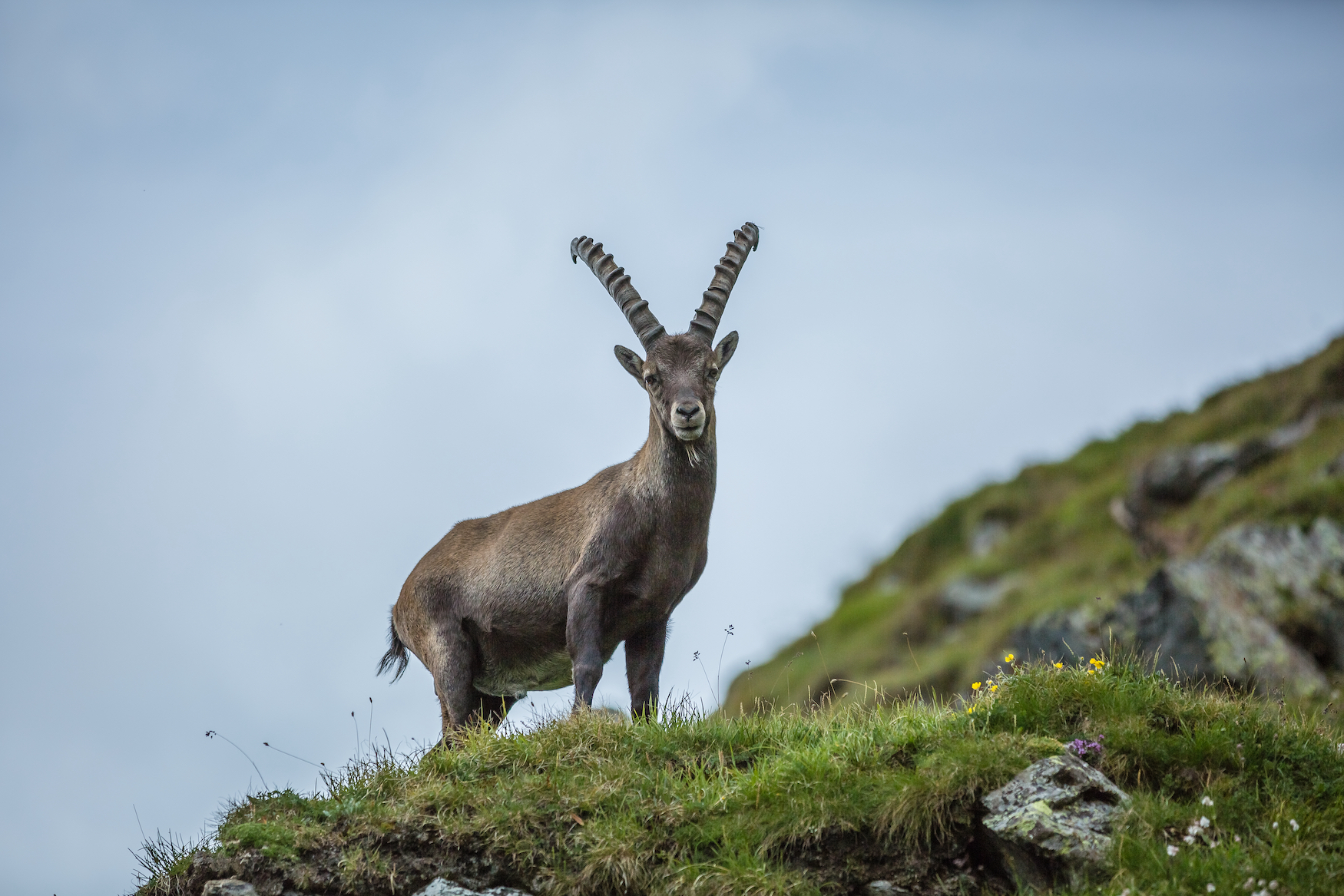 Steinbock in den Tiroler Naturparks