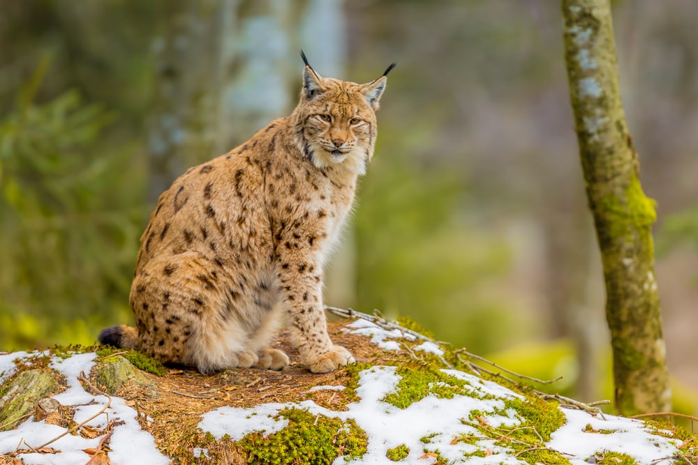 Luchs