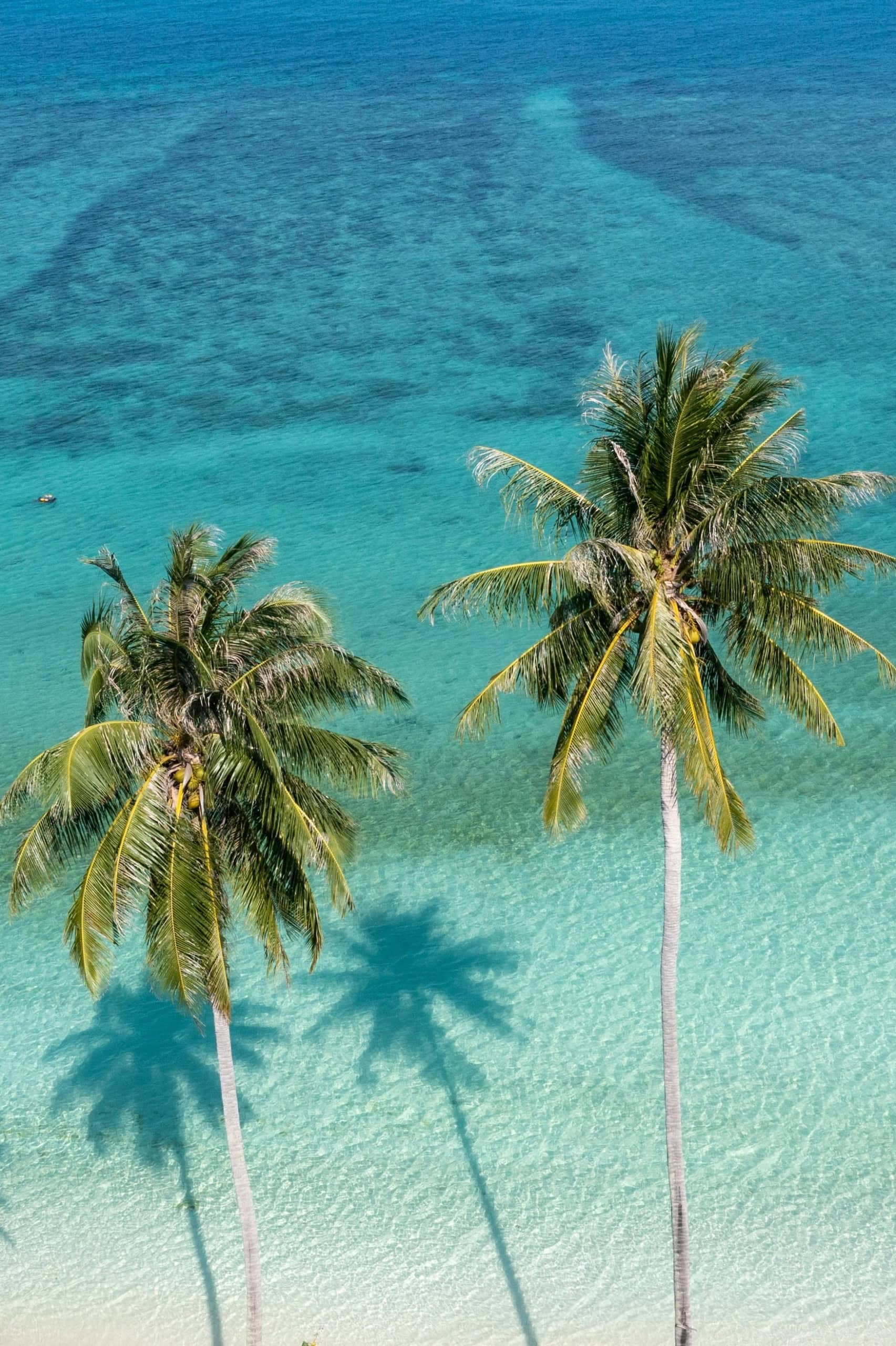 Palmen auf den Seychellen