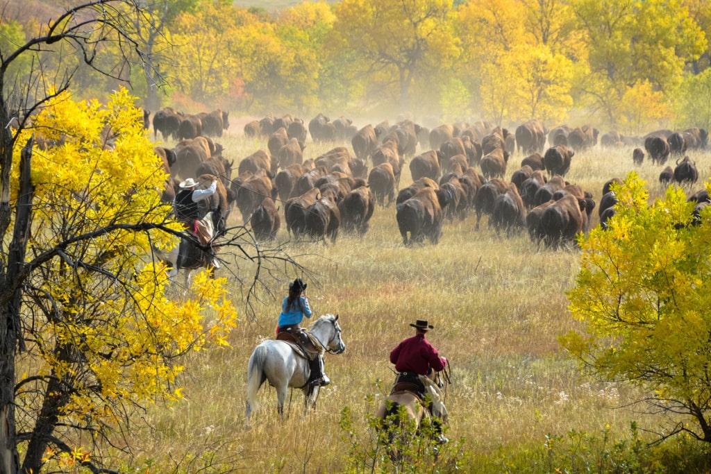 Unterwegs in South Dakota: Besuch beim Buffalo Roundup
