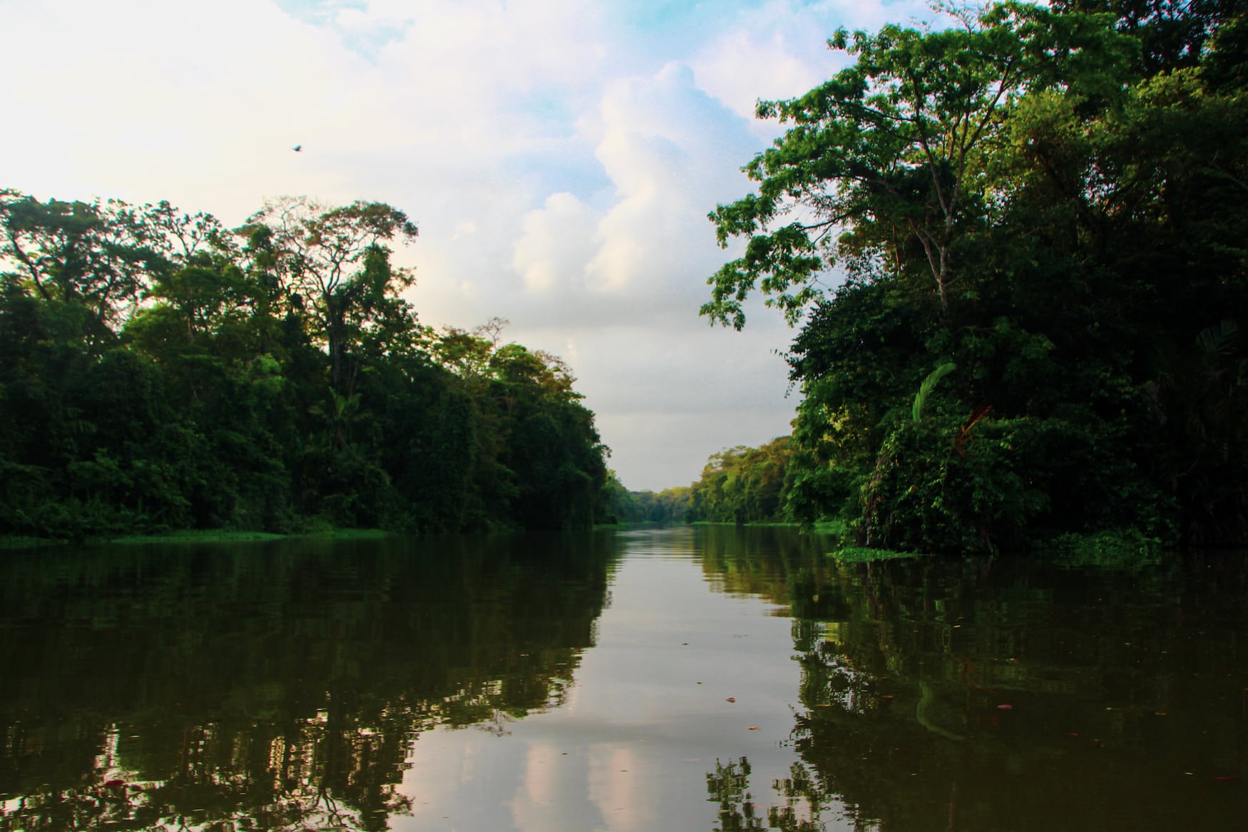 Mangroven in Tortuguero, Costa Rica