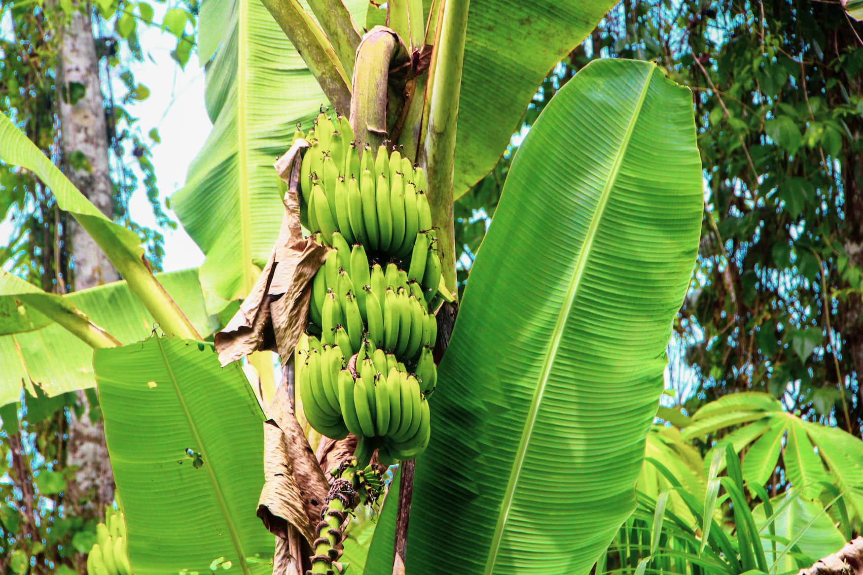 Bananenstaude in Costa Rica