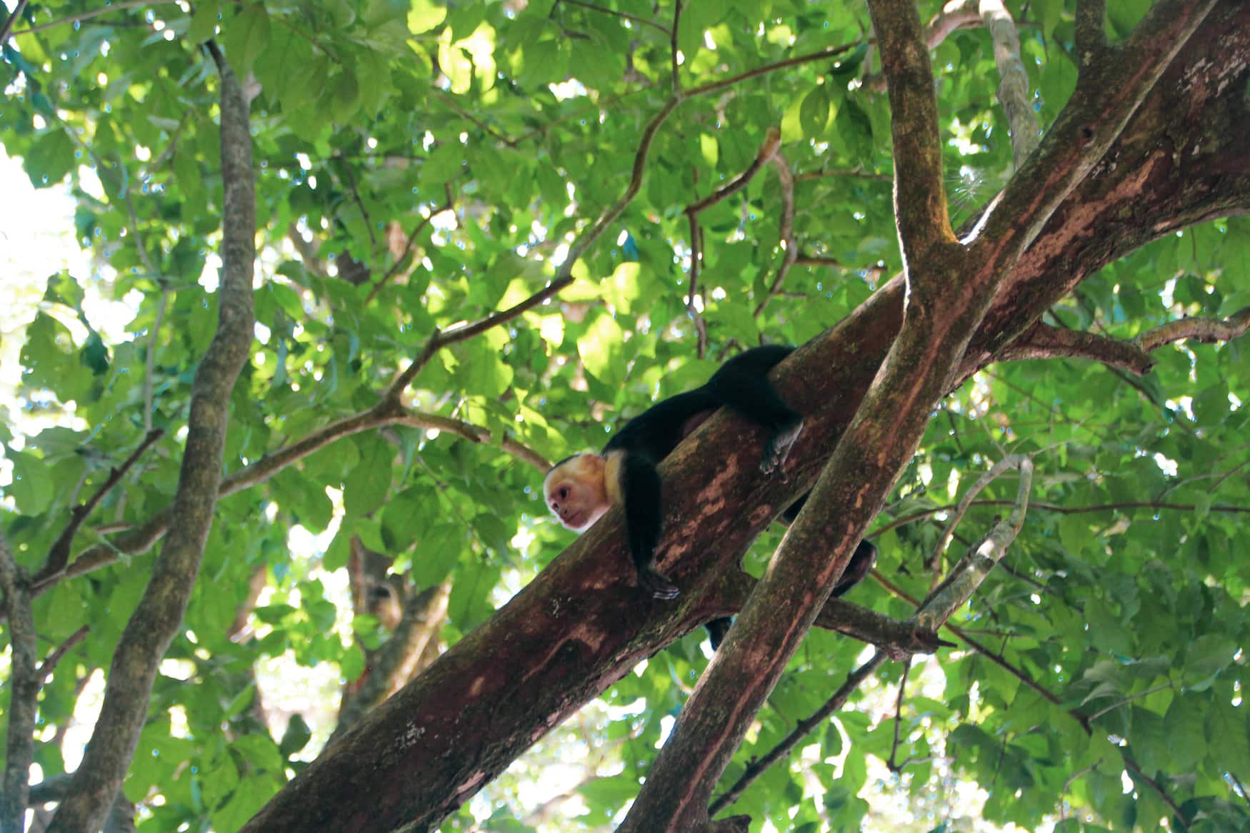 Affe auf Baum in Nationalpark in Costa Rica
