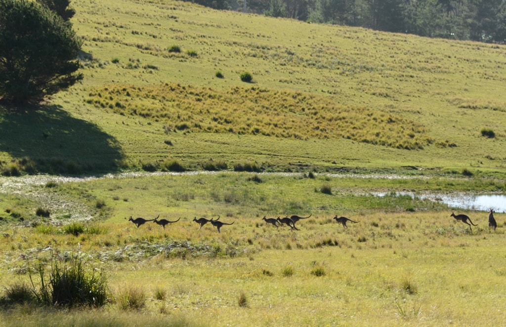 Kängurus in New South Wales