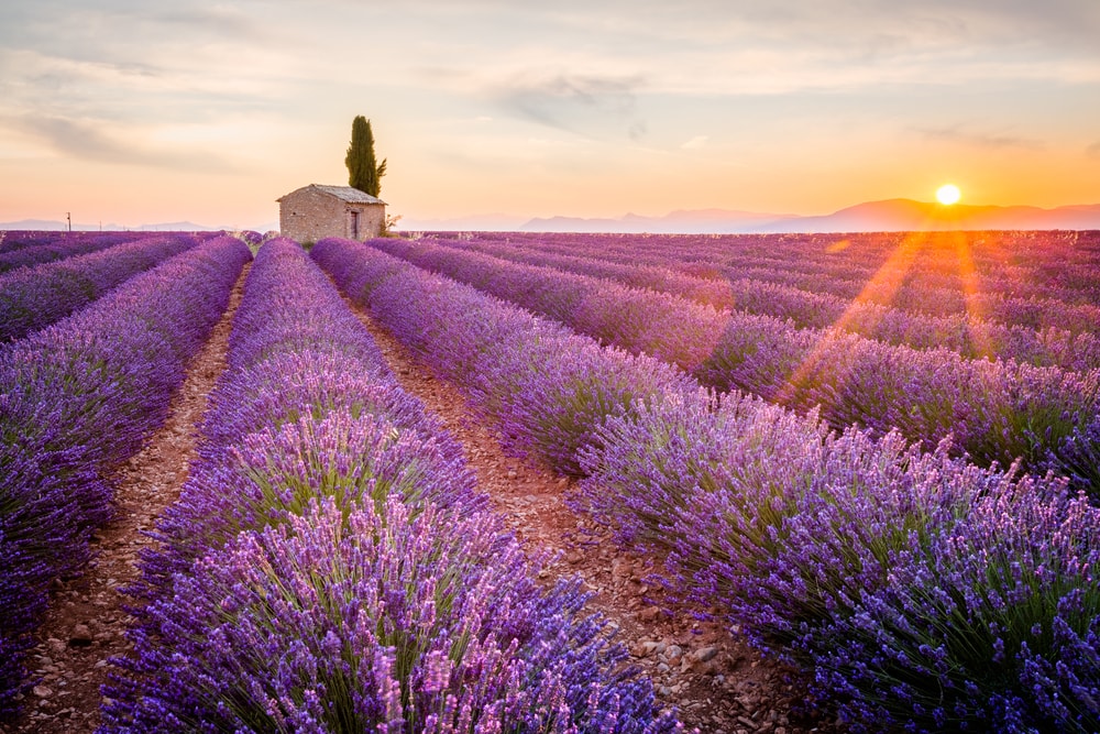 Lavendelfeld in der Provence