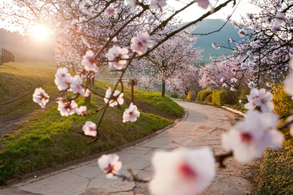 Mandelblüte in der Pfalz