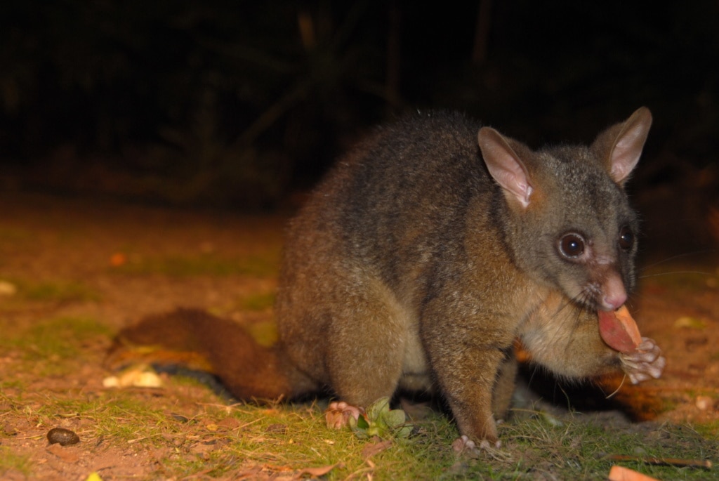 Opossum in Queensland