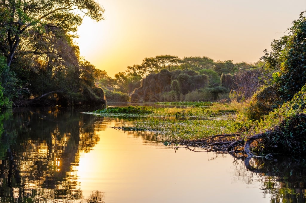 Natur im Pantanal, Brasilien