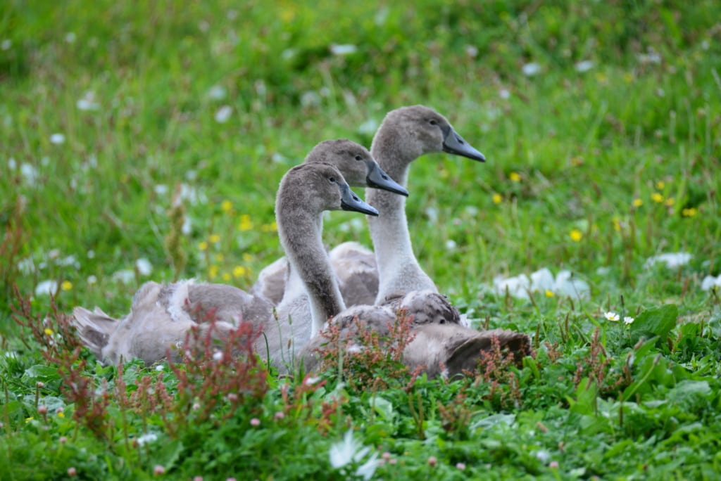 Gänsefamilie im Gras