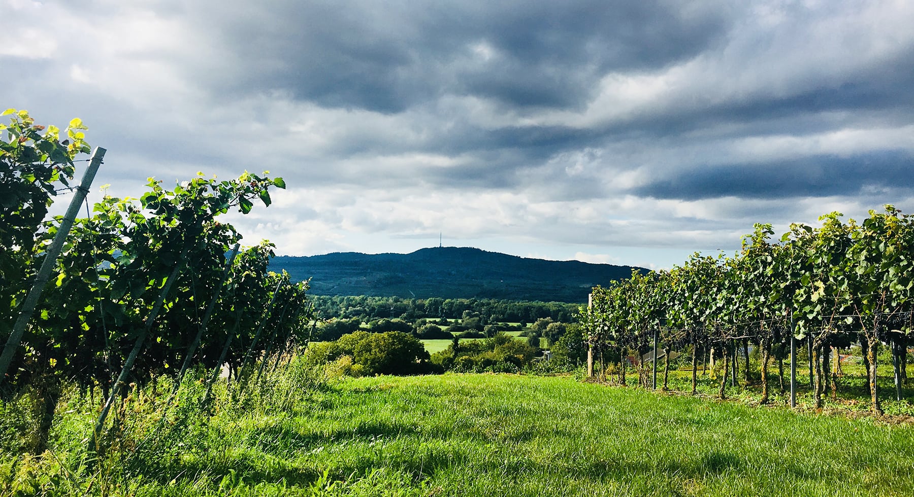 Weinanbaugebiet Kaiserstuhl