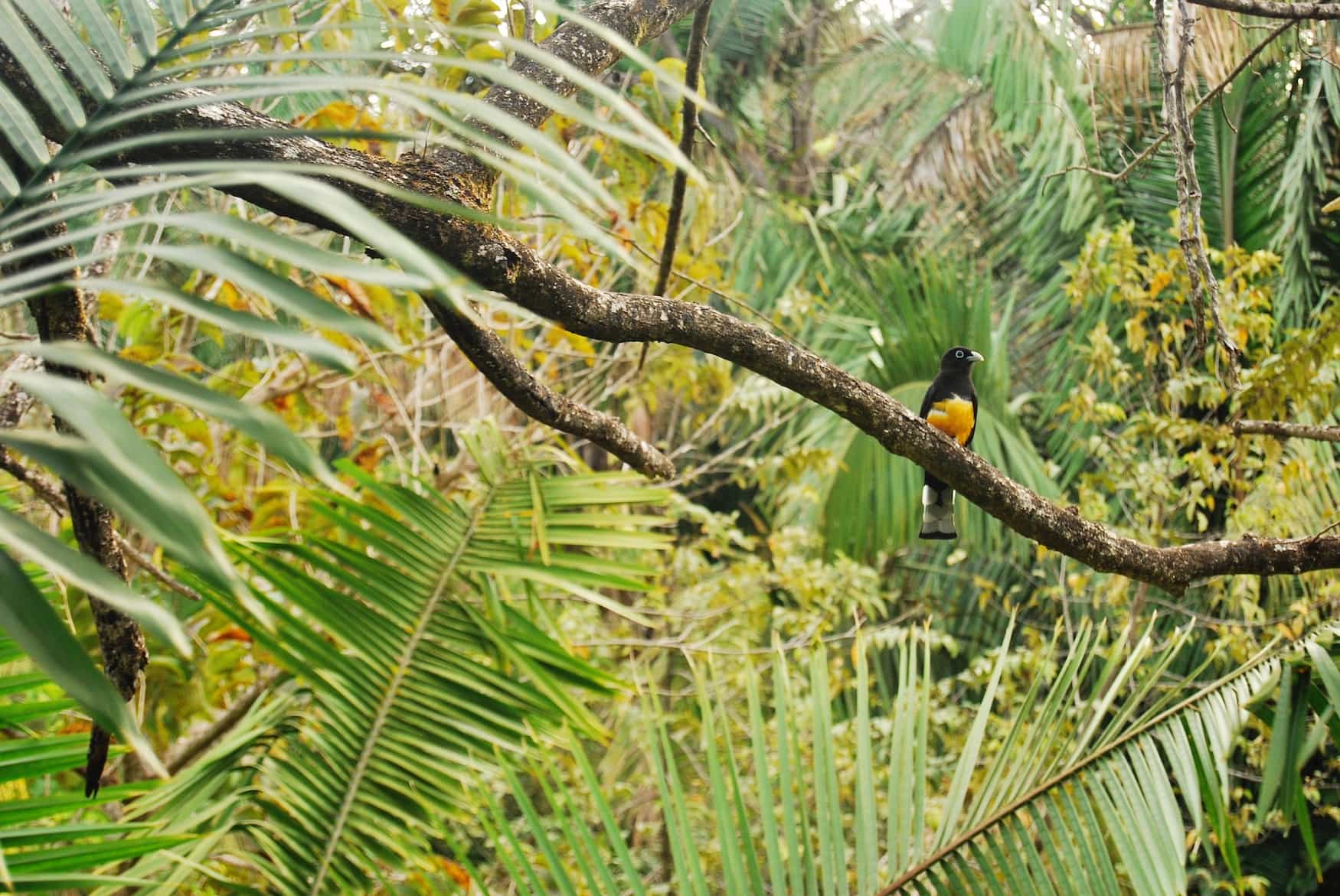 Bunter Vogel auf Ast in Costa Rica