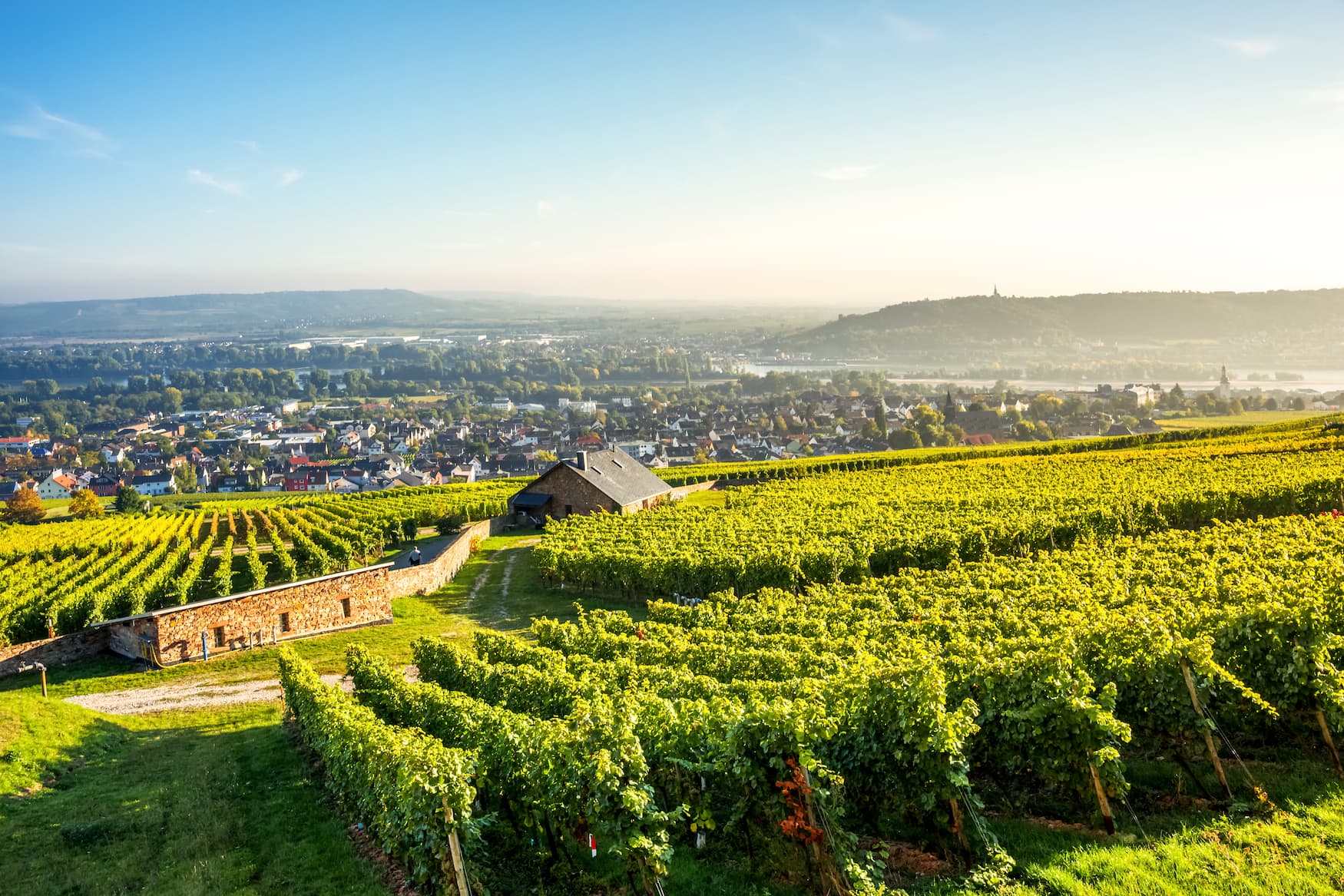Weinfelder im Rheingau