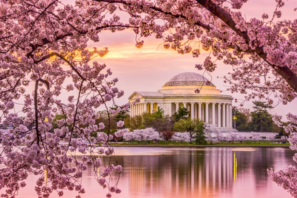 Kirschblüte in Washington