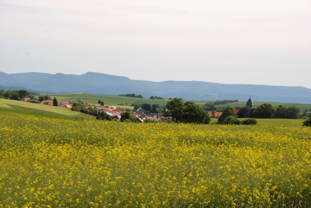 Schlafmohn Wiese
