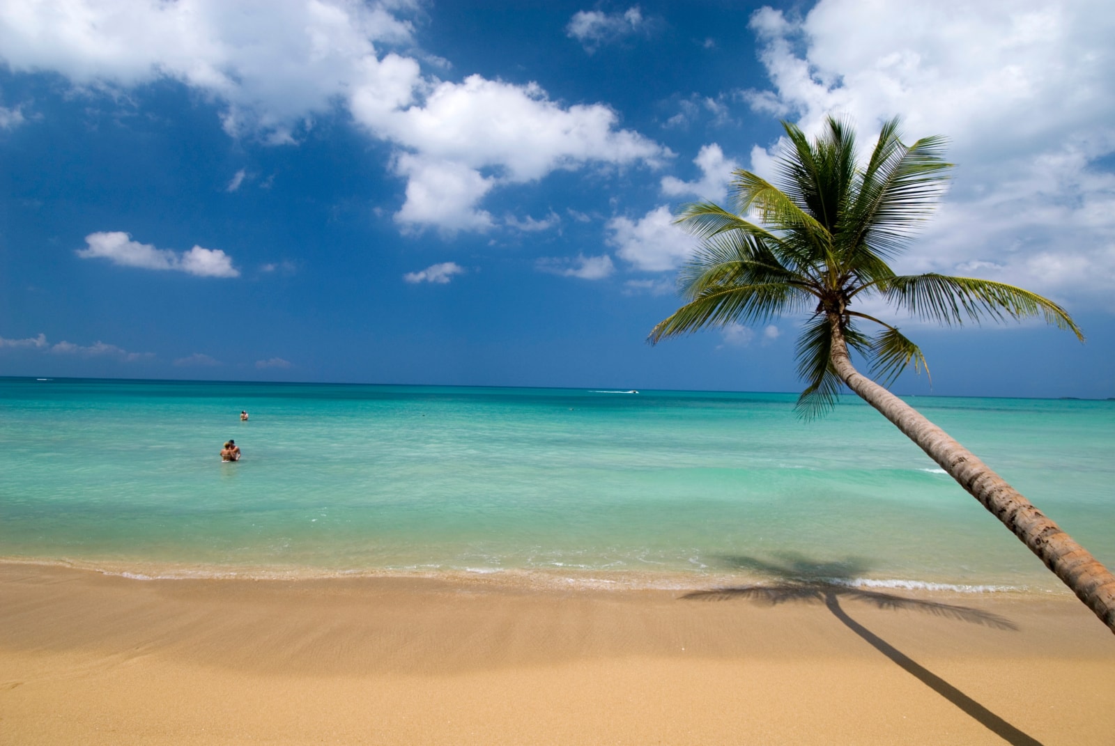 Palm tree leaning over beach on the Samana peninsula.