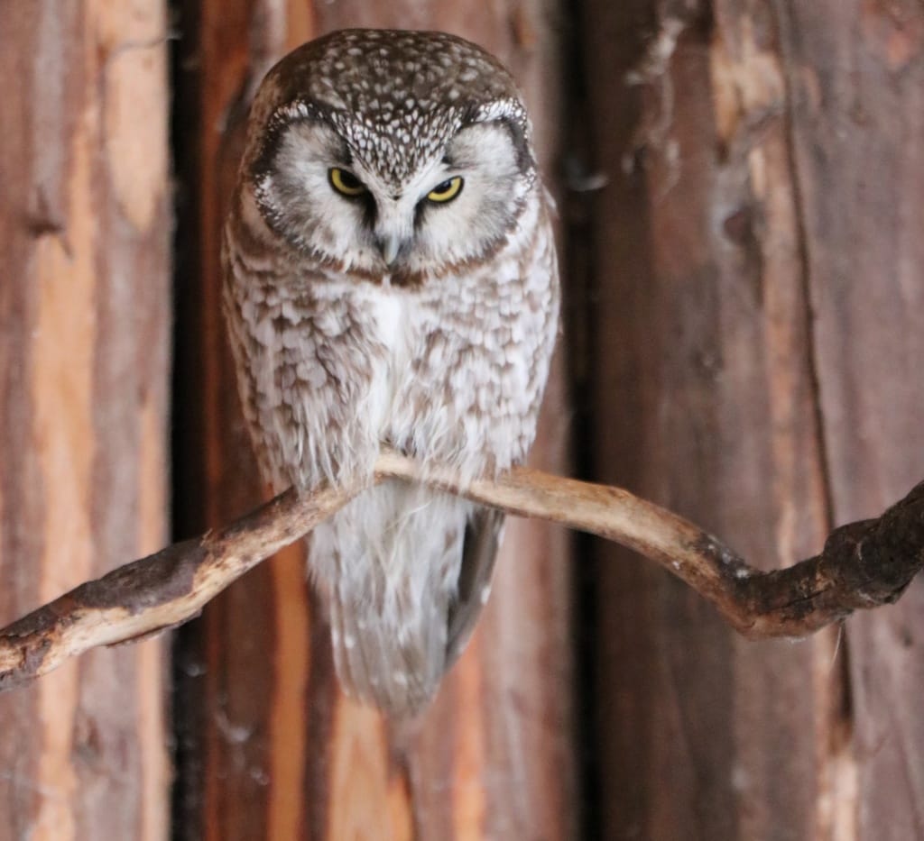 Rauhfußkauz im Nationalpark Bayerischer Wald