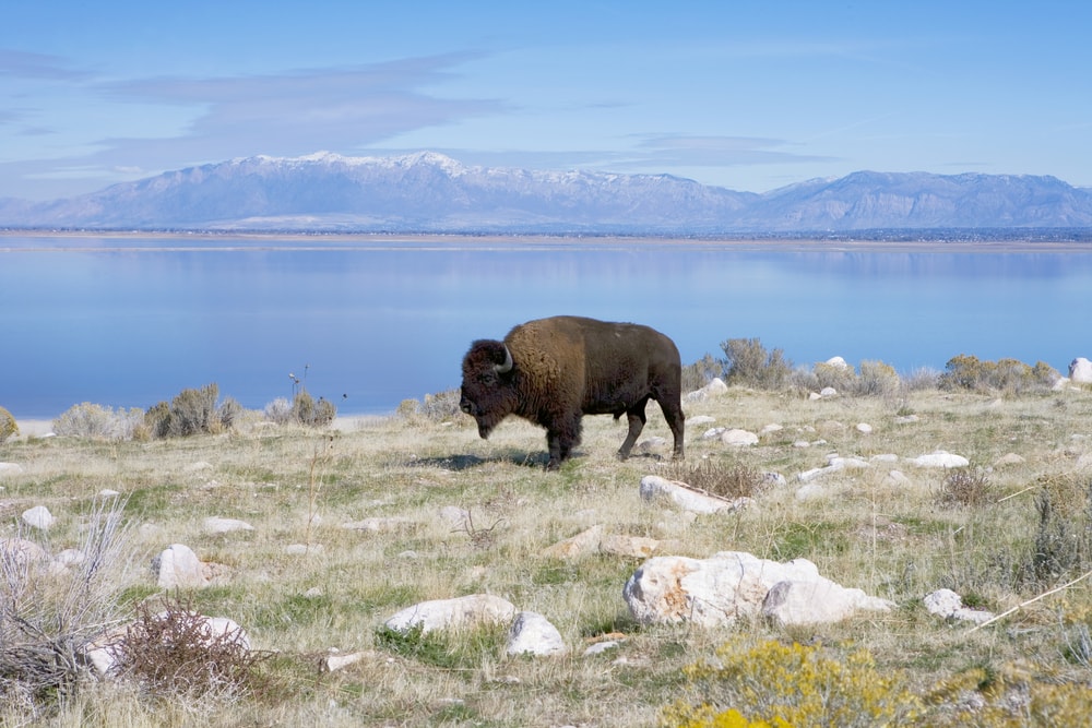 Wandern in Utah: Begegnung mit einem Buffalo