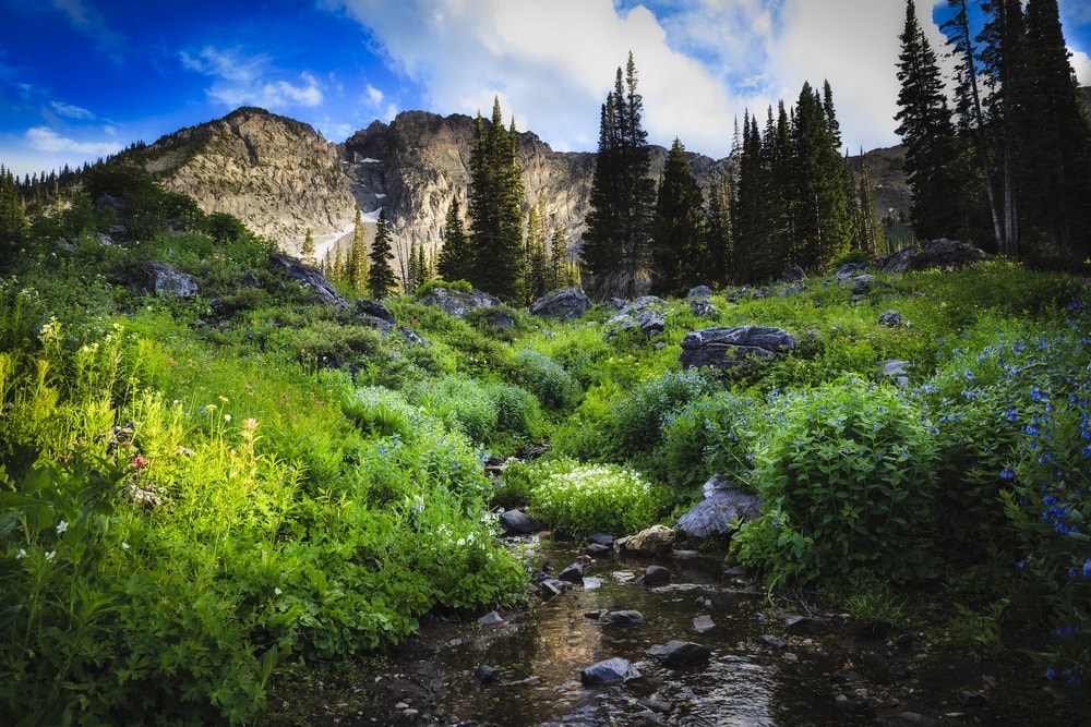 Wandern in Utah: Blick auf die Natur im Cottonwood Canyon