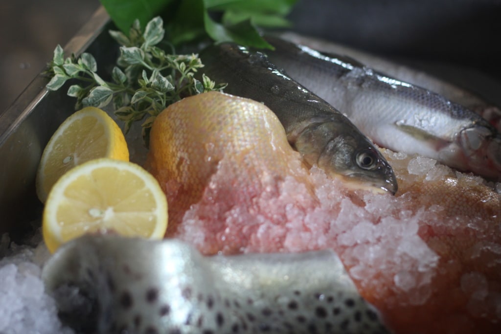 Fisch in Eis