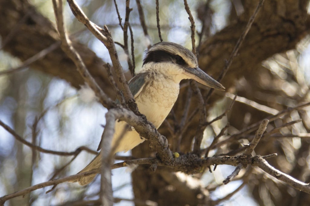 Kookaburra im Alice Springs Desert Park