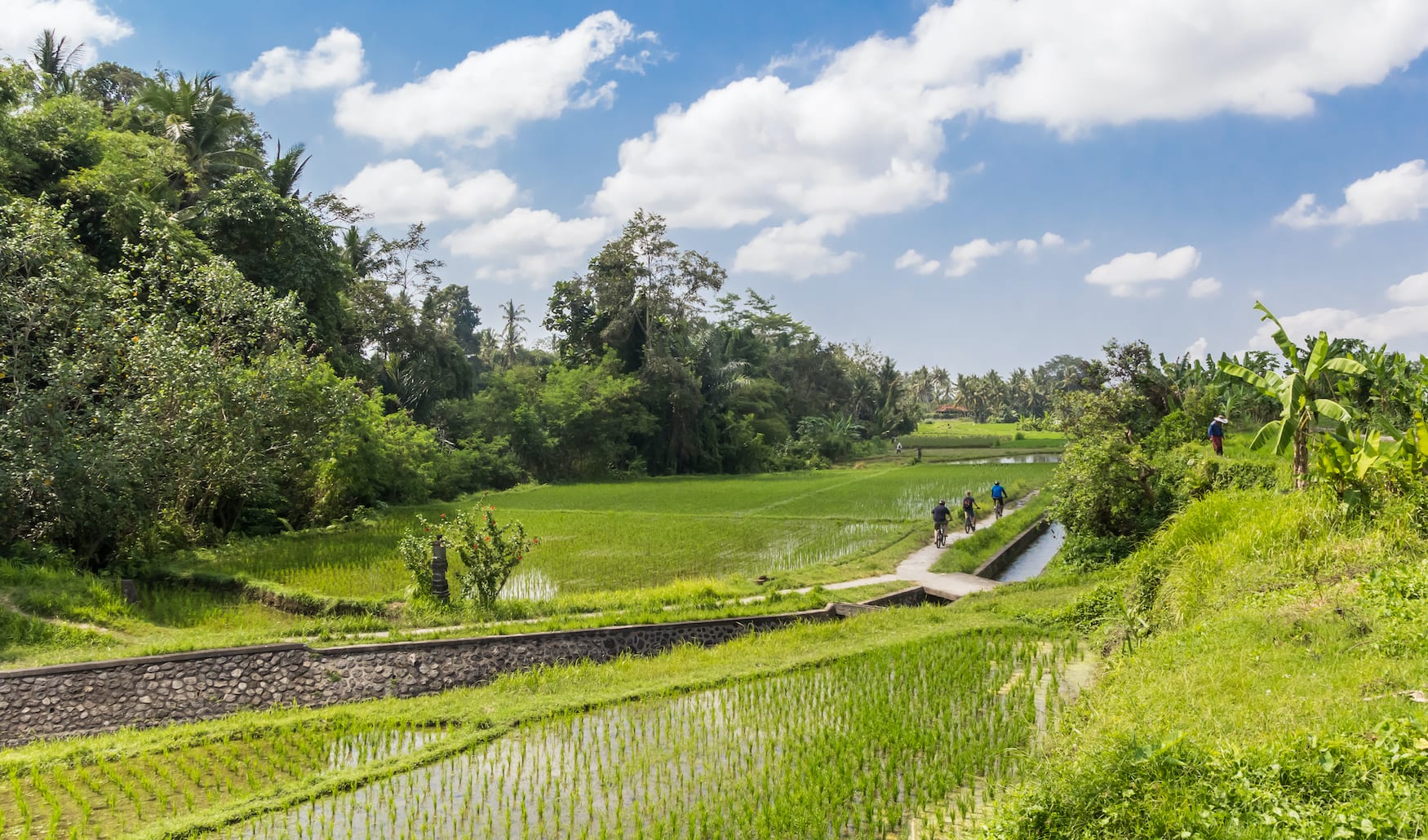 Gruppe von Fahrradfahrern fährt durch Reisfeld in Bali
