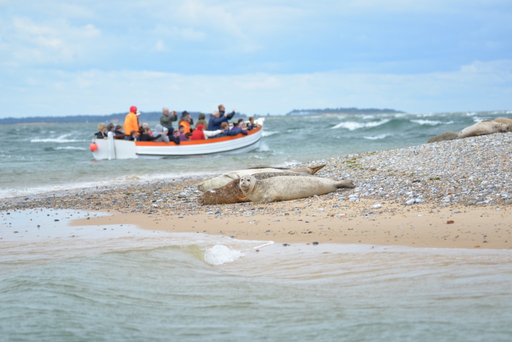 Seehunde und Kegelrobben auf einer Sandbank in Norfolk
