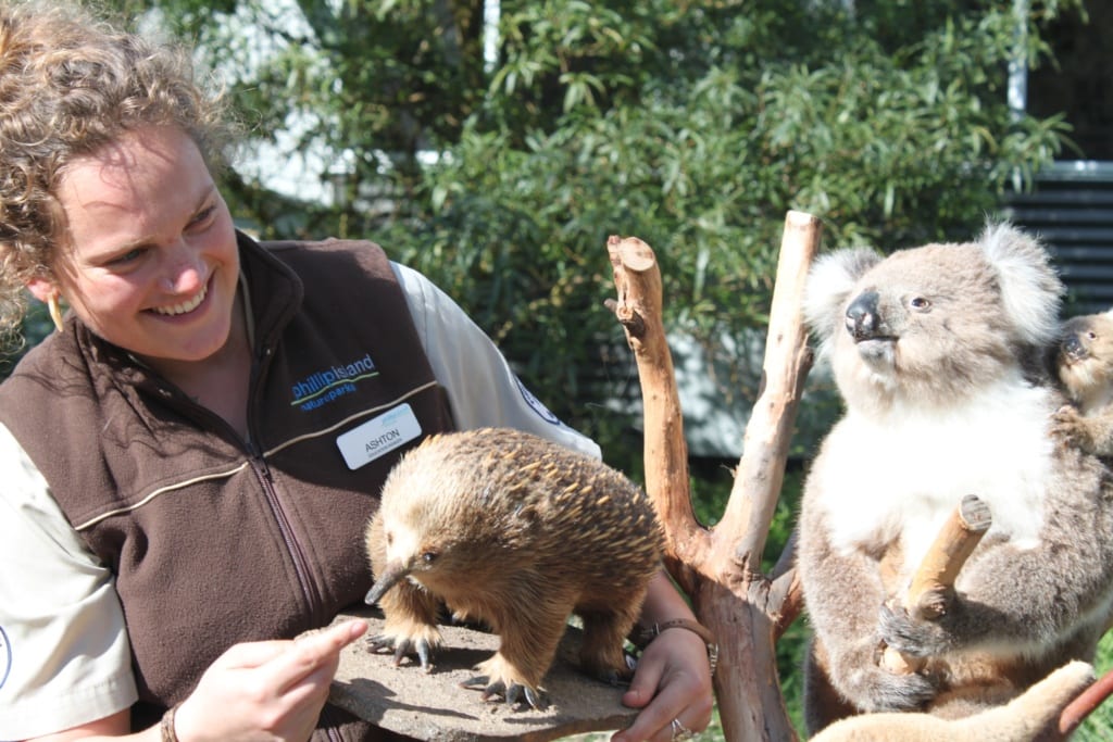 Eine Frau mit braunen Locken und brauner Weste mit Aufschrift "Philipp Island" zeigt on einem Zoo einen Schnabeligel auf einem kleinen Stein. Rechts daneben sitzt ein Koala auf einem Ast und beobachtet sie.