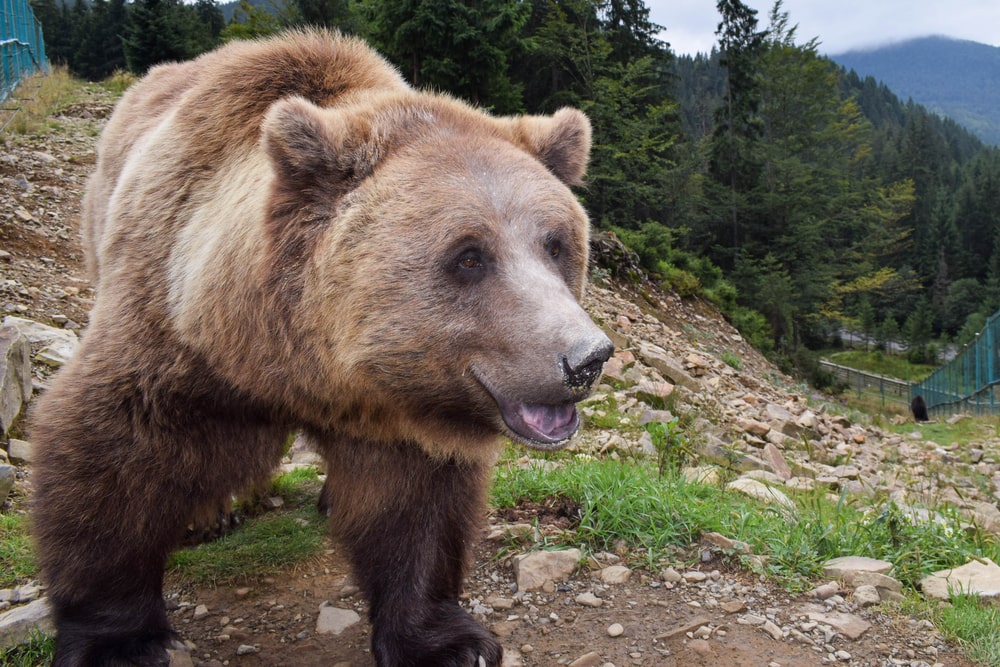 Braunbär in Rumänien