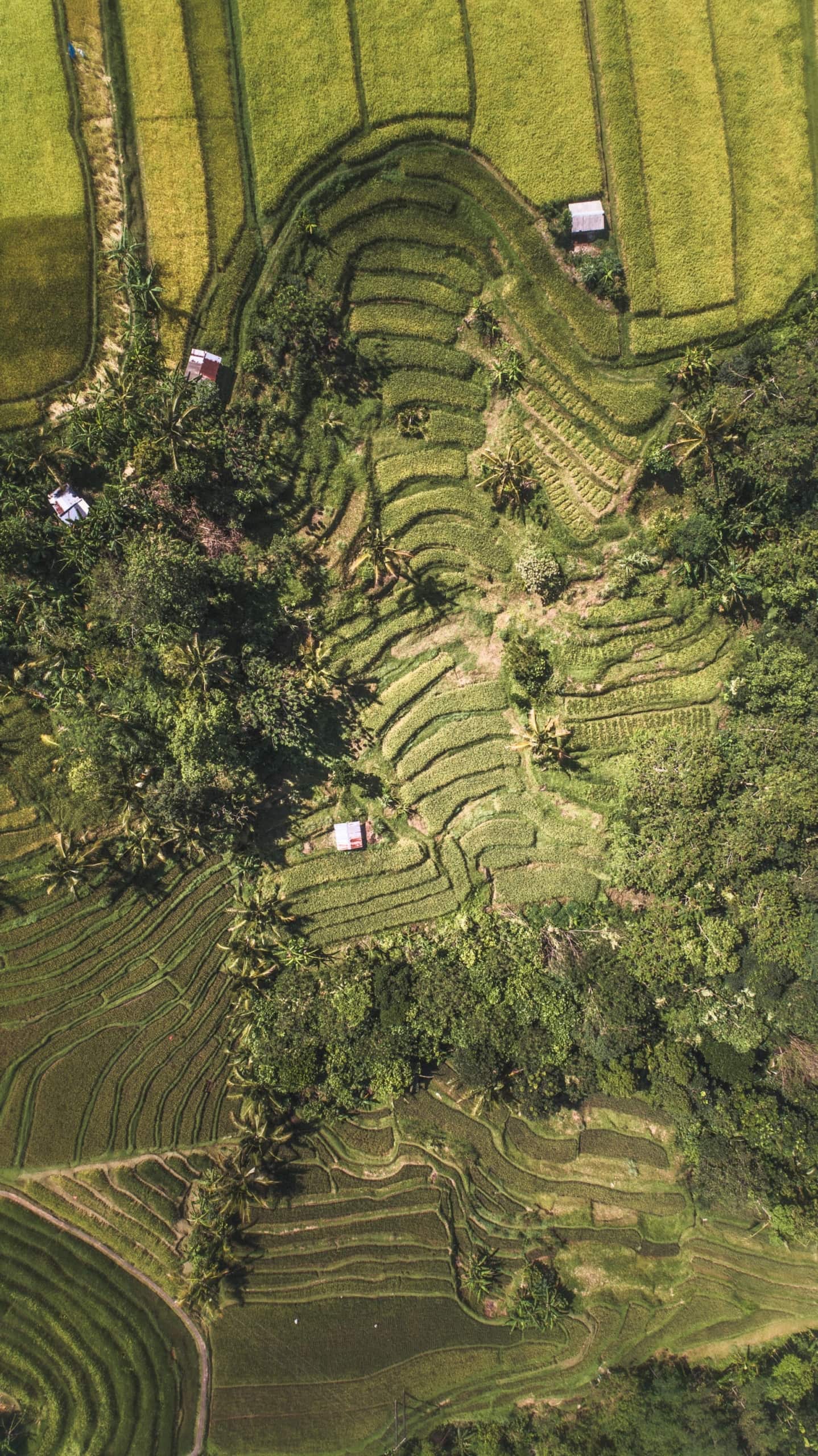 Grüne Reisfelder aus der Vogelperspektive auf Bali