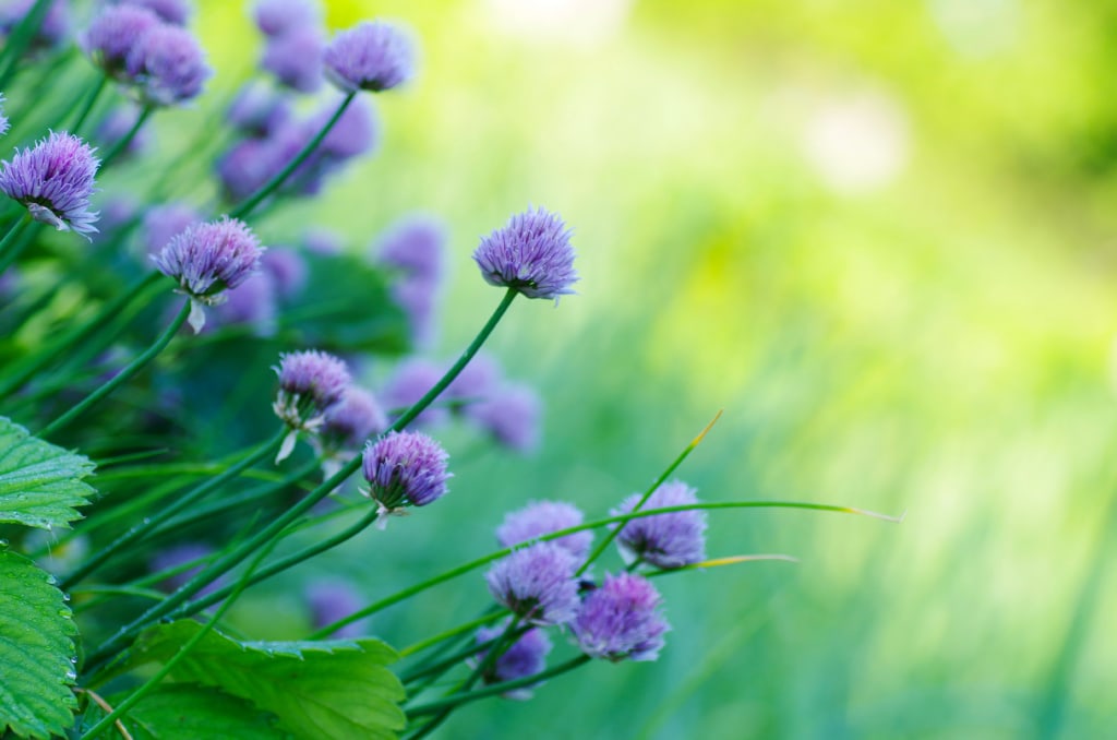 blaue Blumenblüten