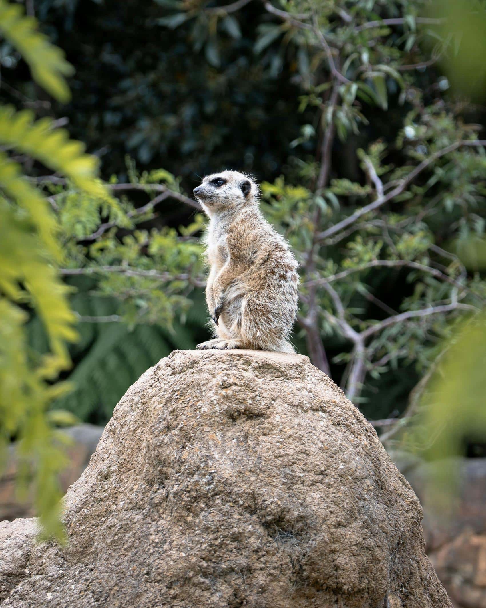 Ein Erdmännchen sitzt auf einem Stein und guckt nach links aus dem Bild. Dahinter dichtes Grün.