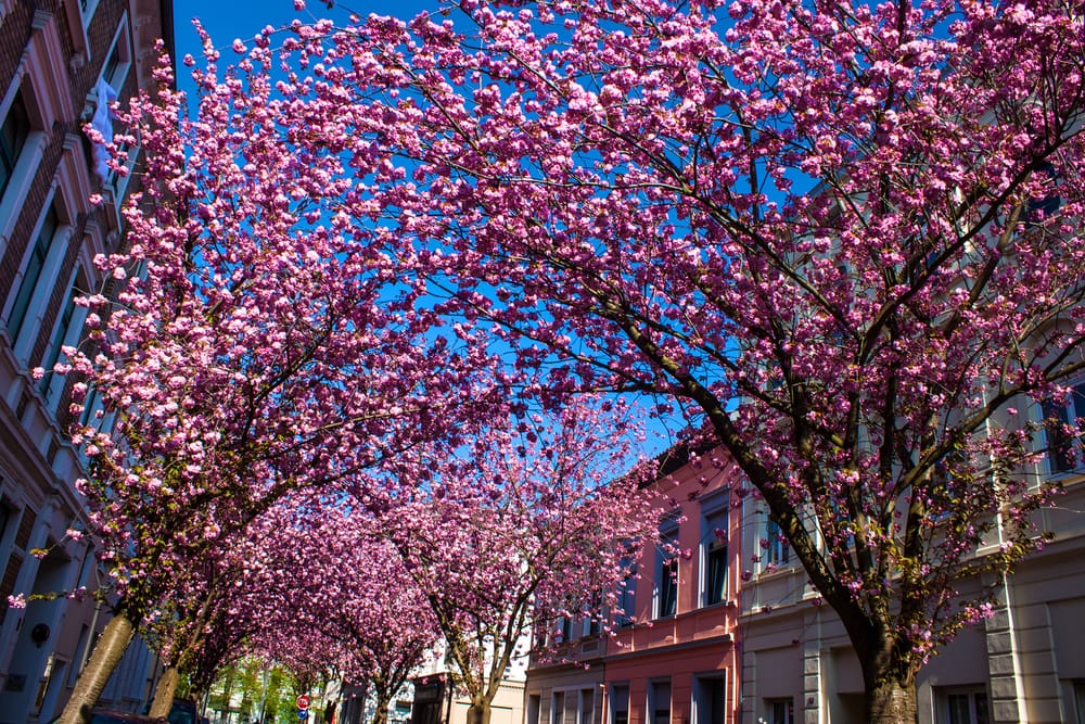 Heerstraße in Bonn