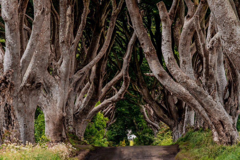 The Dark Hedges