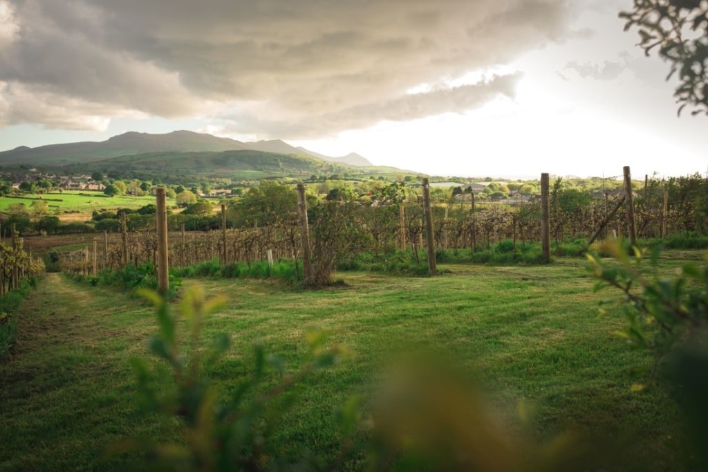 Weingut Pant Du Vinyard in Wales