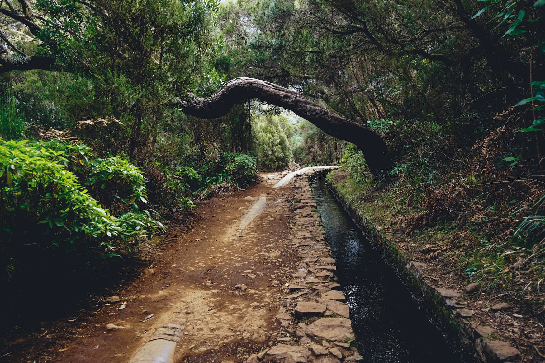 Wanderung entlang der Levadas auf Madeira