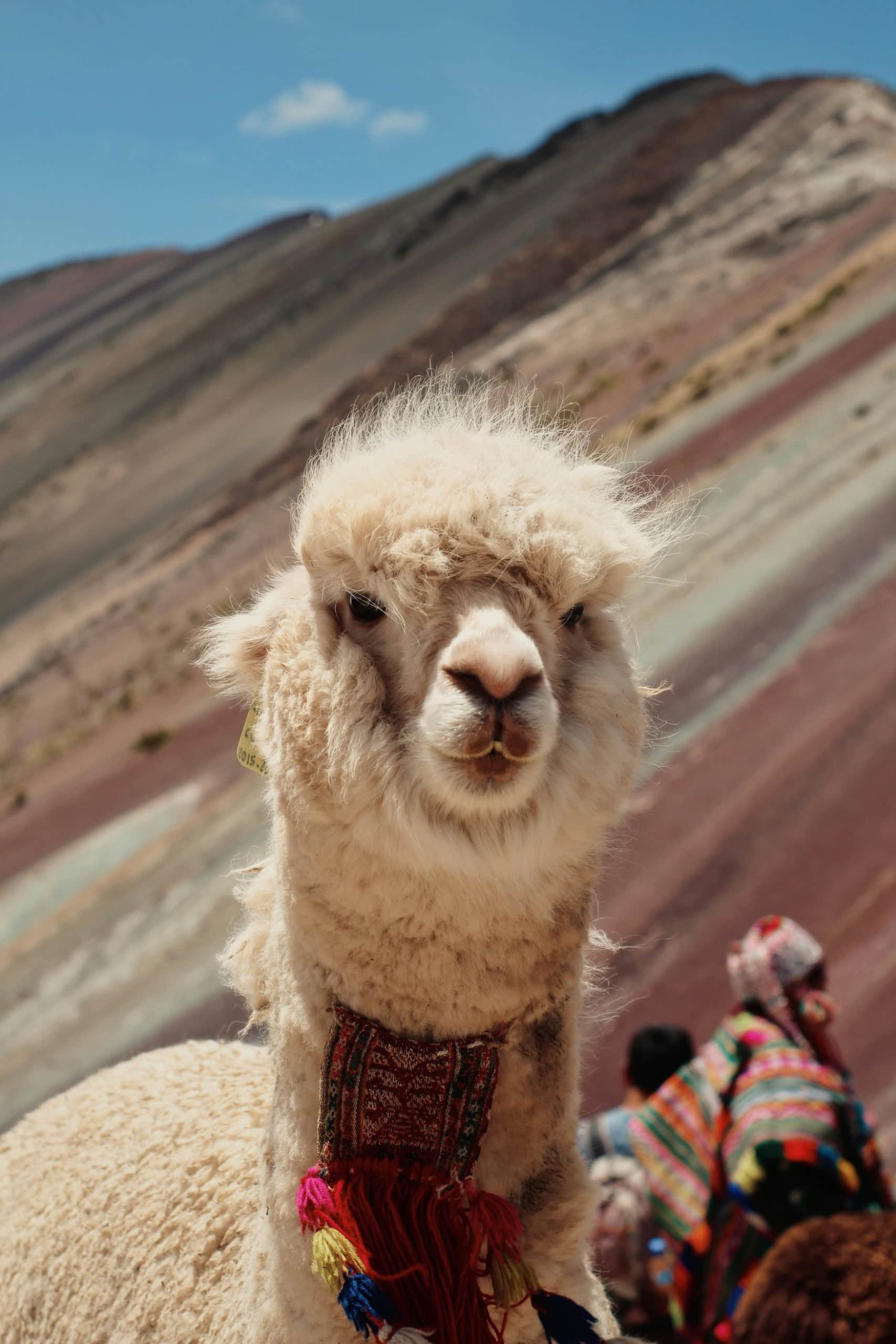 Alpaka in Peru