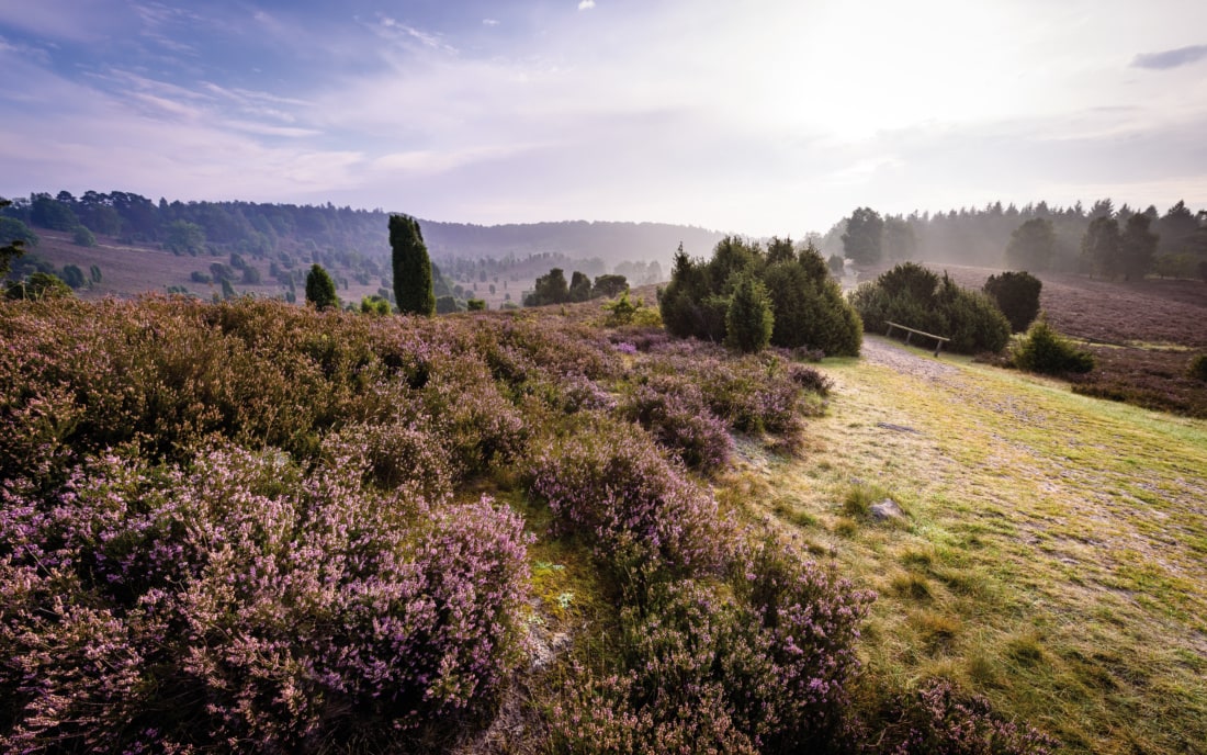 Landschaft in der Lüneburger Heide