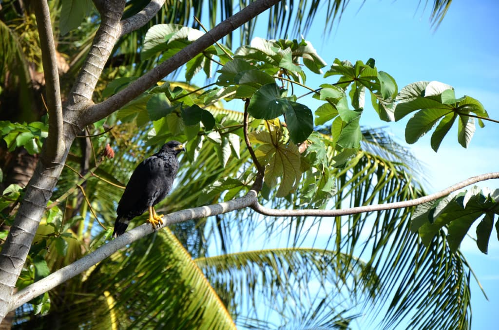 Bussard auf der Ora-Halbinsel