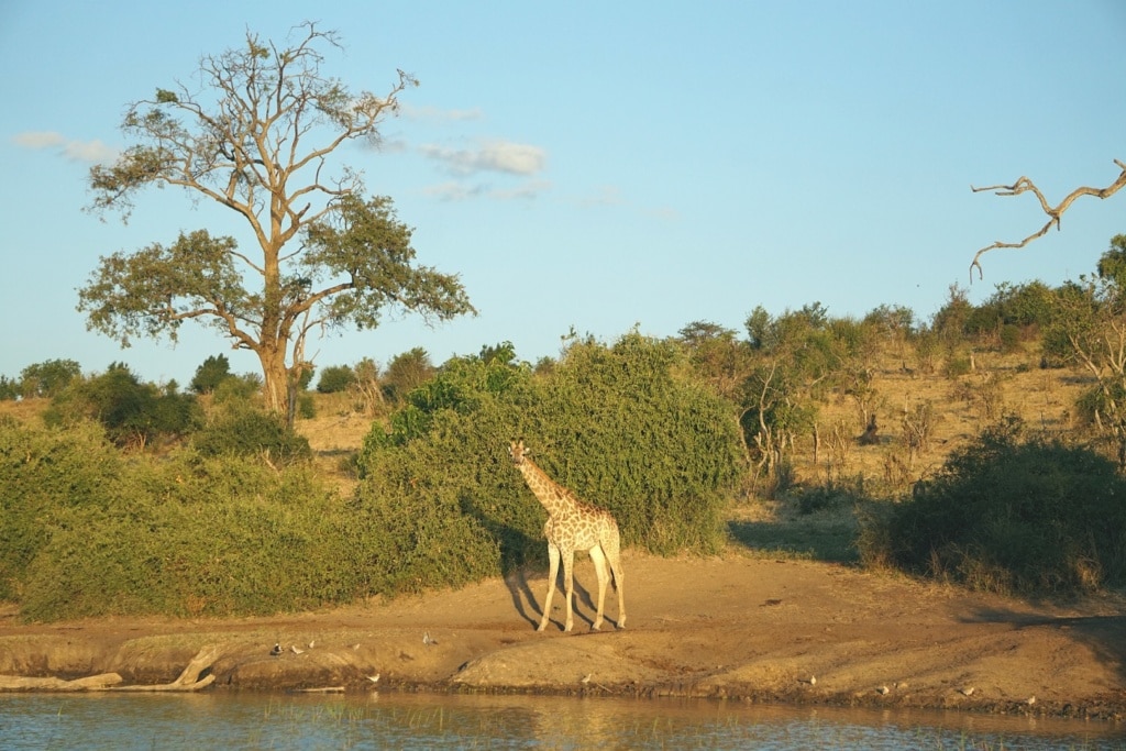 Giraffe am Chobe River in Namibia
