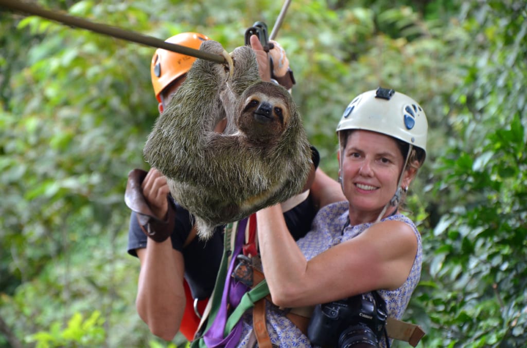 Faultier auf der Osa-Halbinsel in Costa Rica