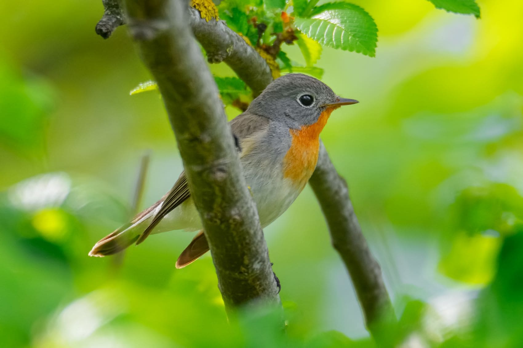 Ficedula parva, Zwergschnäpper