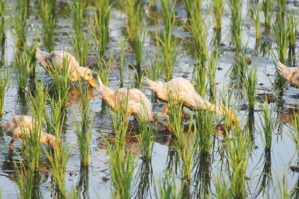 Bali gilt als die Selbstfindungsinsel - leider achten nicht alle bei ihrer Findung auf die Insel selbst.